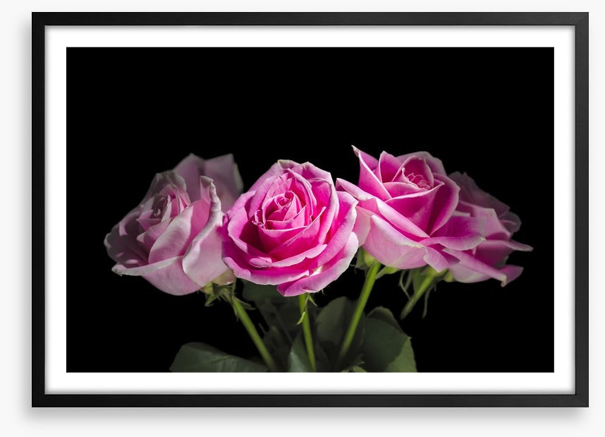A rosy romance