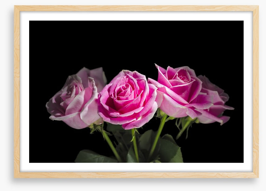 A rosy romance