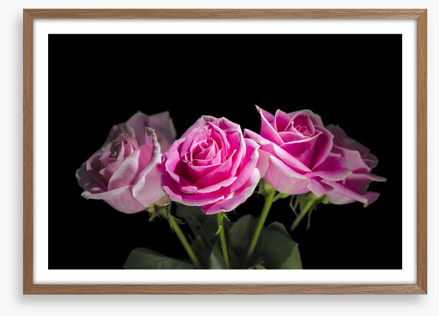 A rosy romance