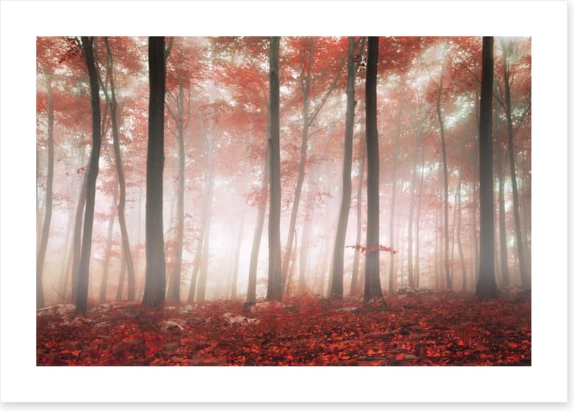 Red leaf forest