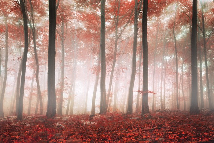 Red leaf forest