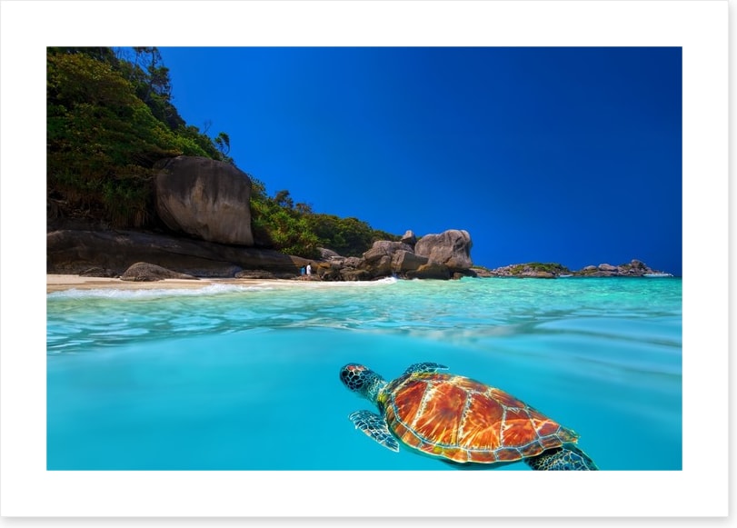 Tropical green turtle