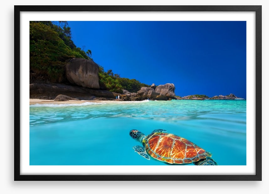 Tropical green turtle