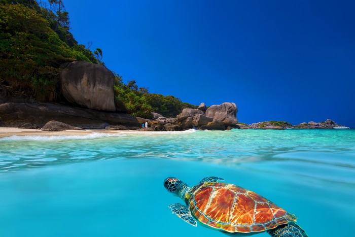 Tropical green turtle
