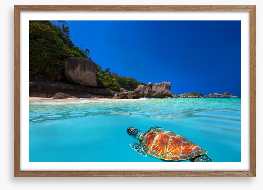 Tropical green turtle