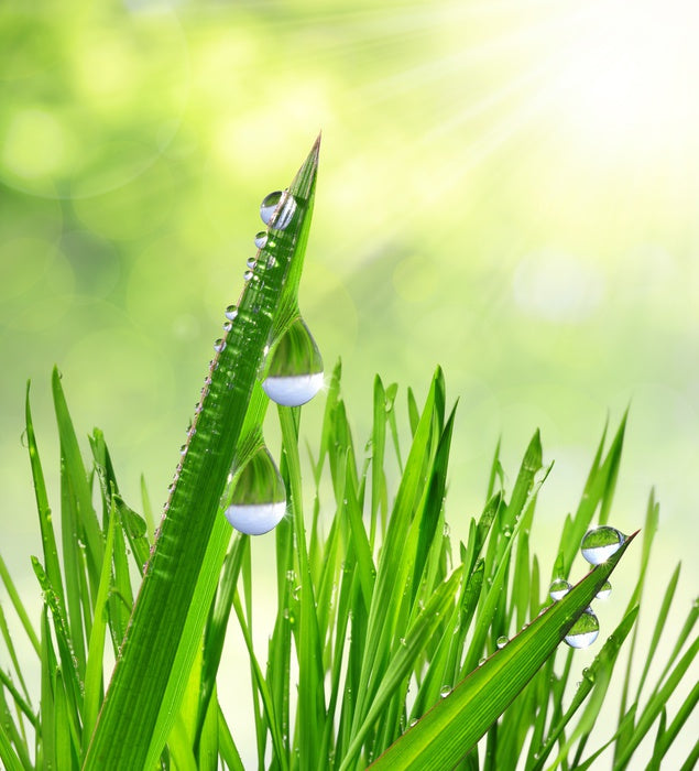 Leaves of grass