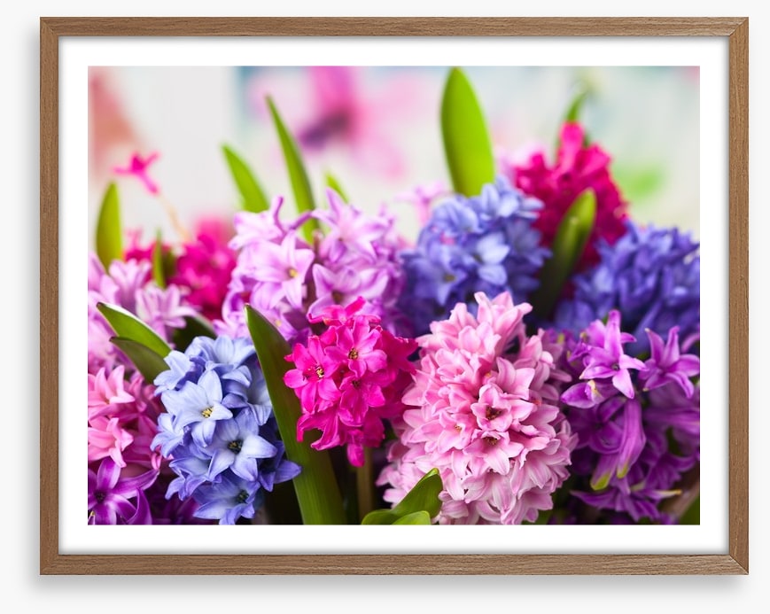 Hyacinth happiness
