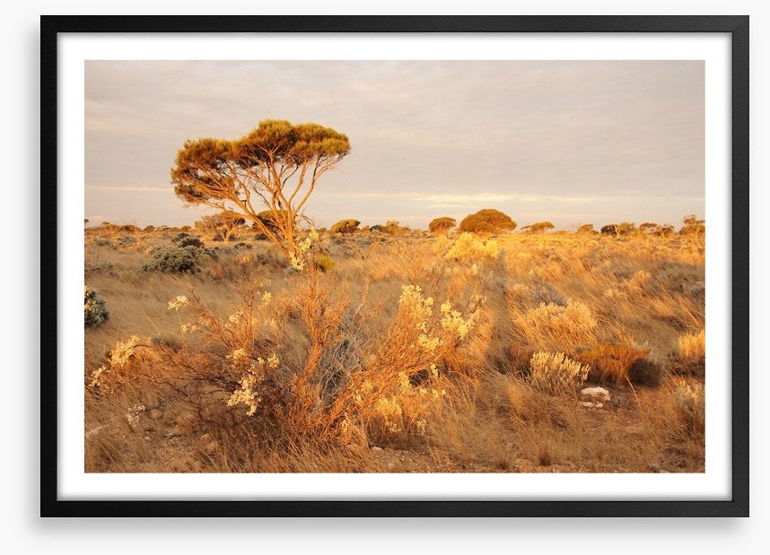 Alone on the Nullarbor