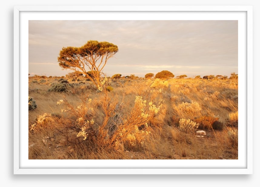 Alone on the Nullarbor