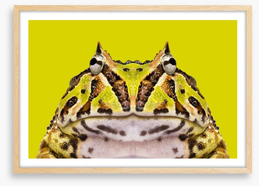 Reptiles / Amphibian