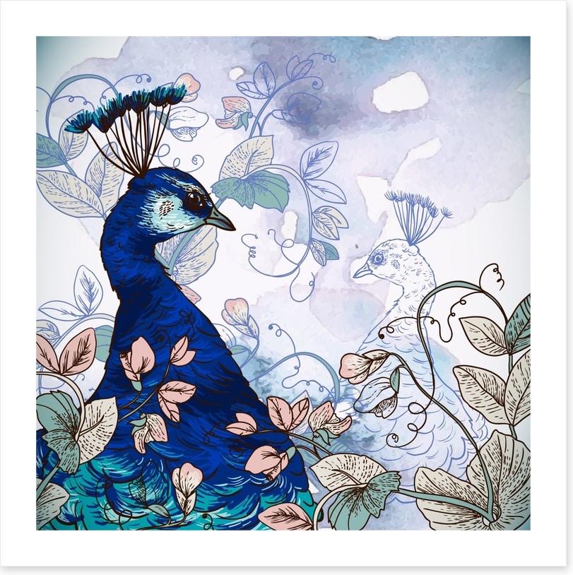 Peacock shadow