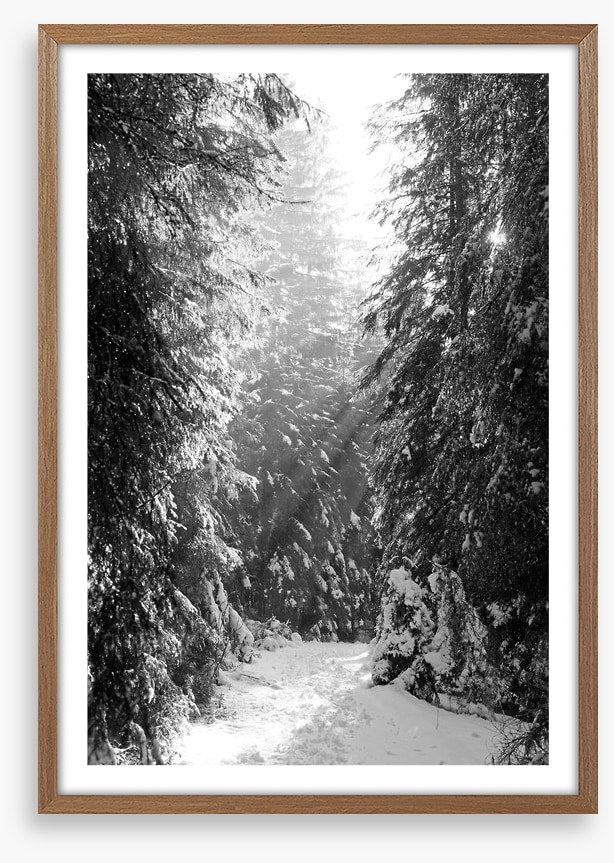 Between the fir trees