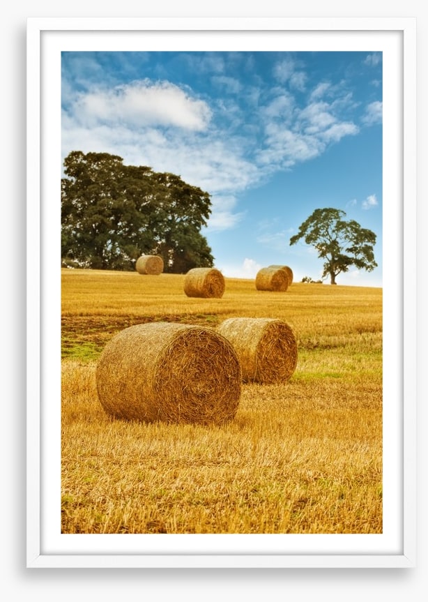Hay bale harvest
