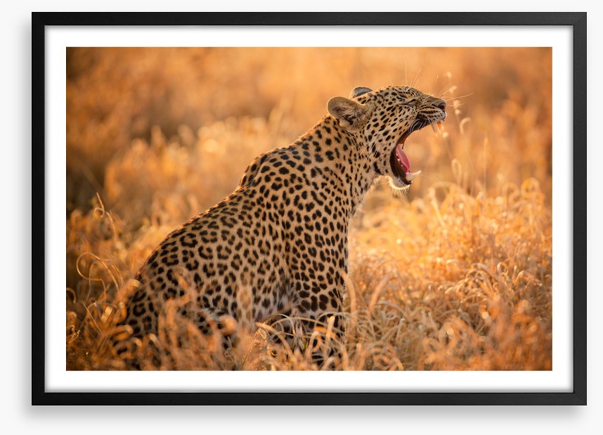 Big yawn