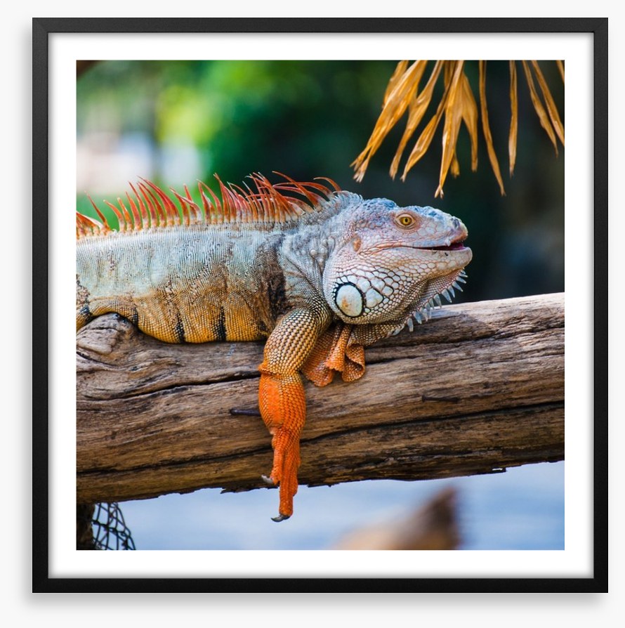 Iguana on a branch