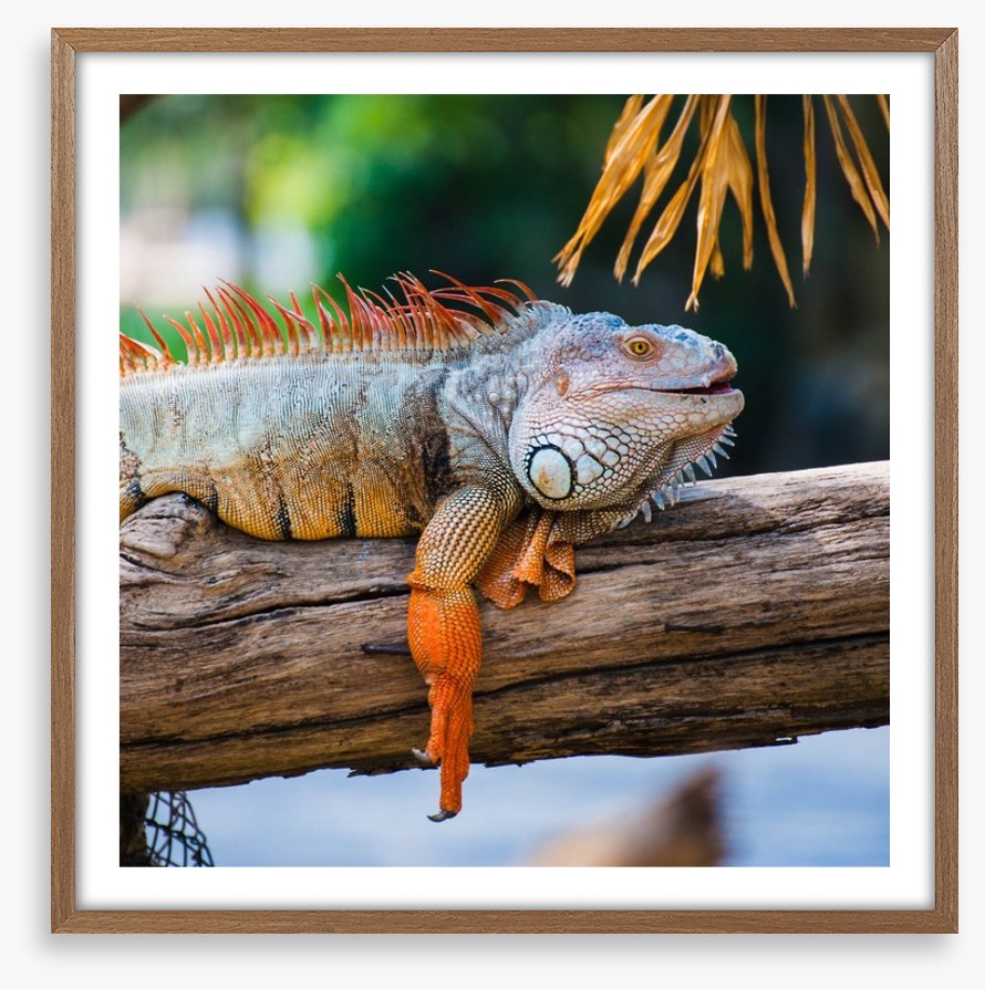 Iguana on a branch