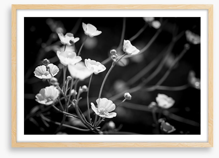 Buttercups on black