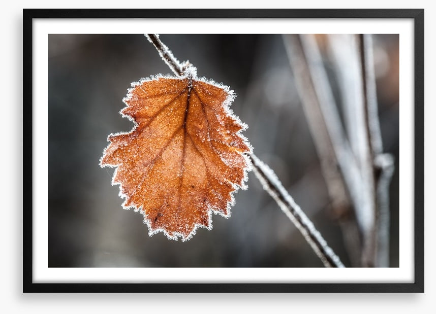 The last Autmn leaf