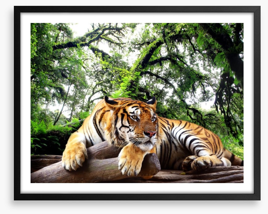 Tired tiger