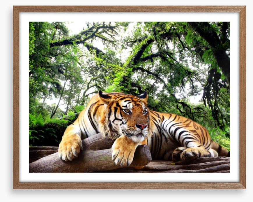 Tired tiger