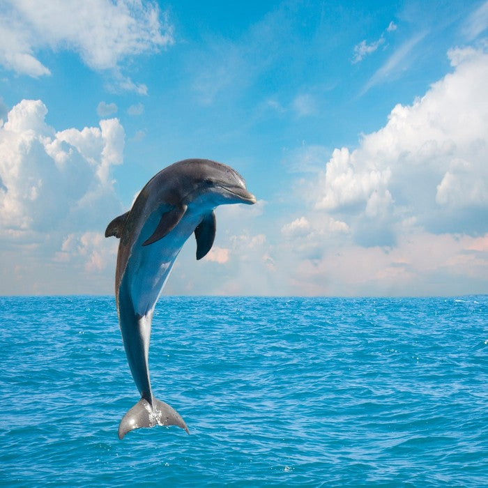 Jumping dolphin