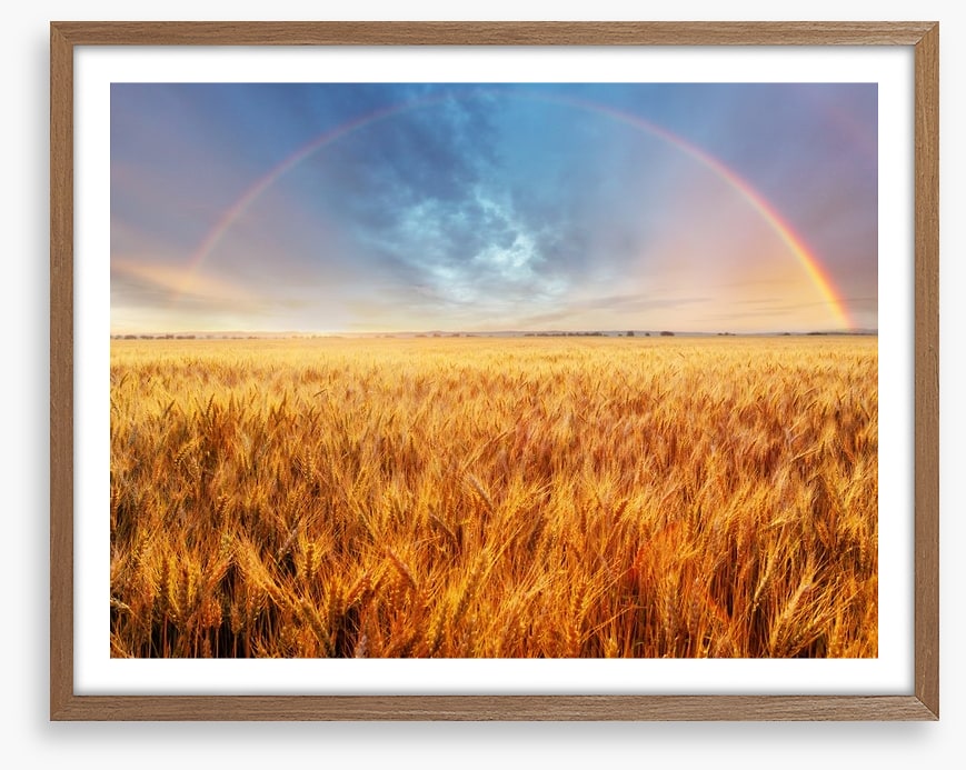 Rainbow over the wheat