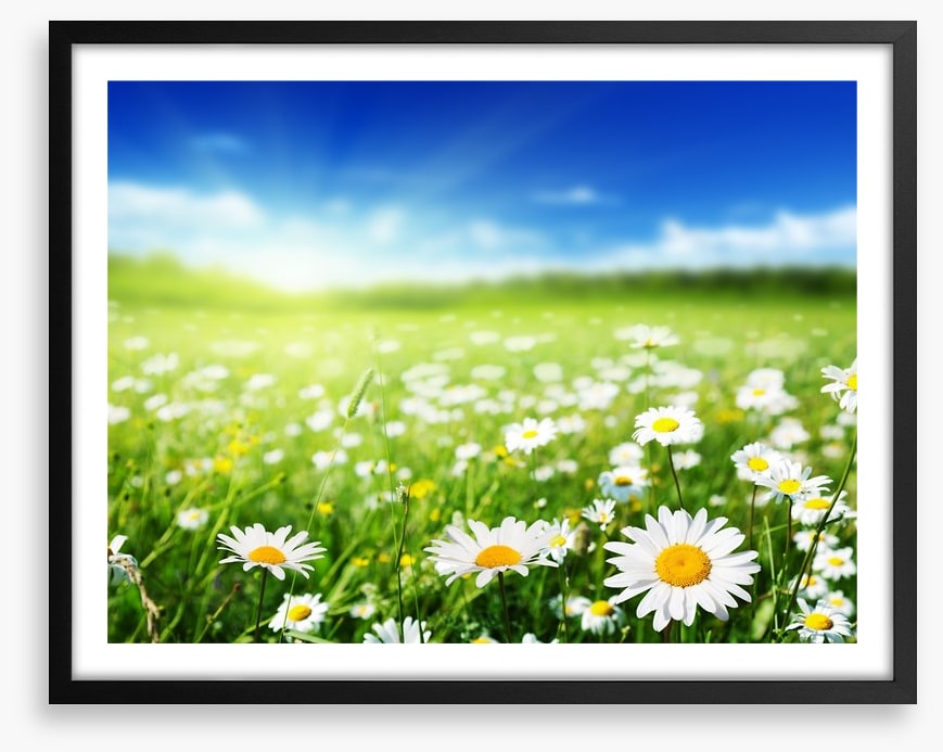 Daisy meadow