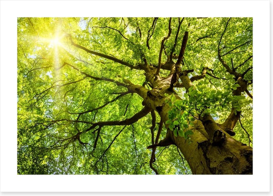 Sunbeam through the Beech