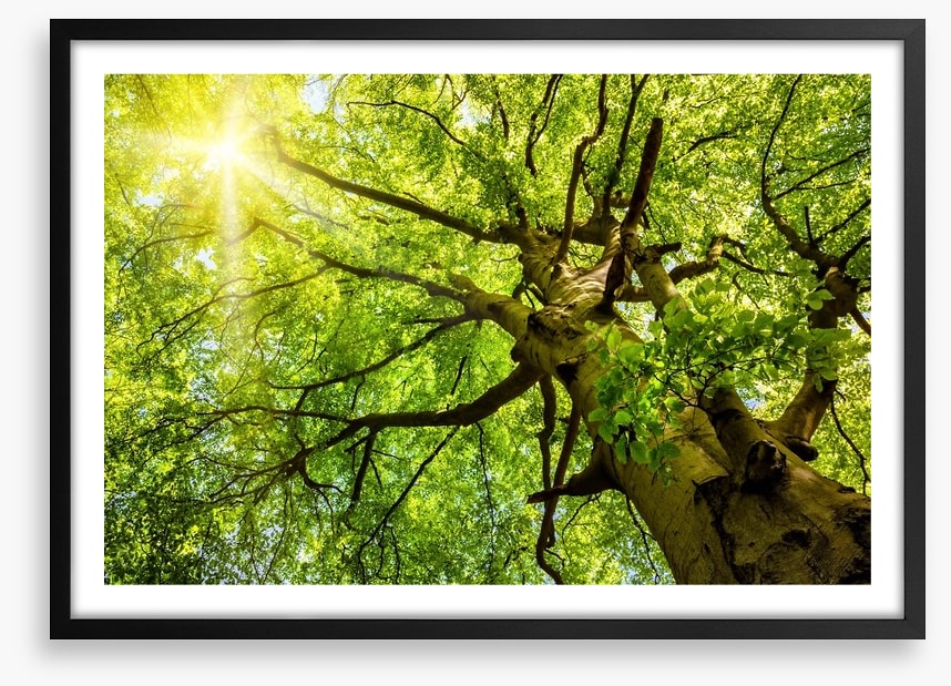 Sunbeam through the Beech