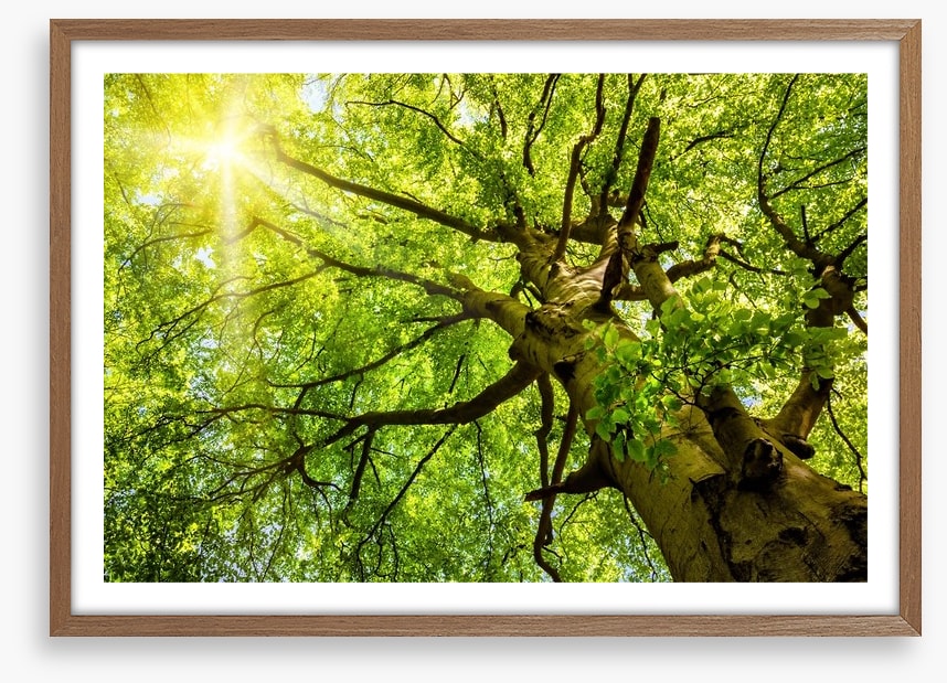 Sunbeam through the Beech