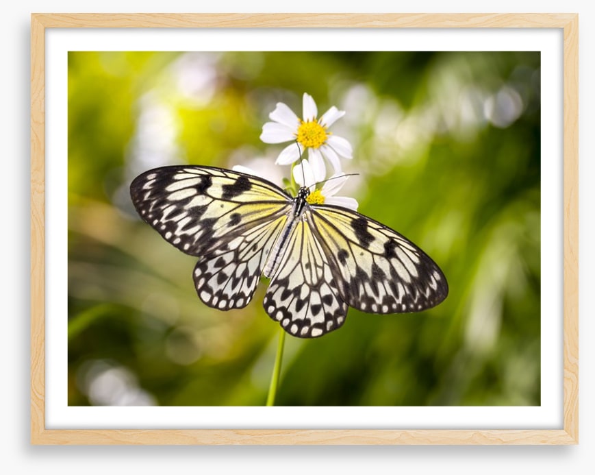Insects