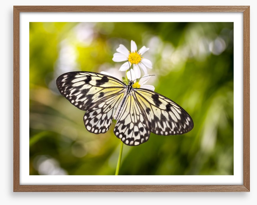 Insects
