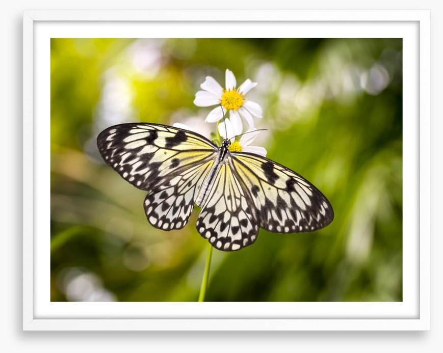 Insects
