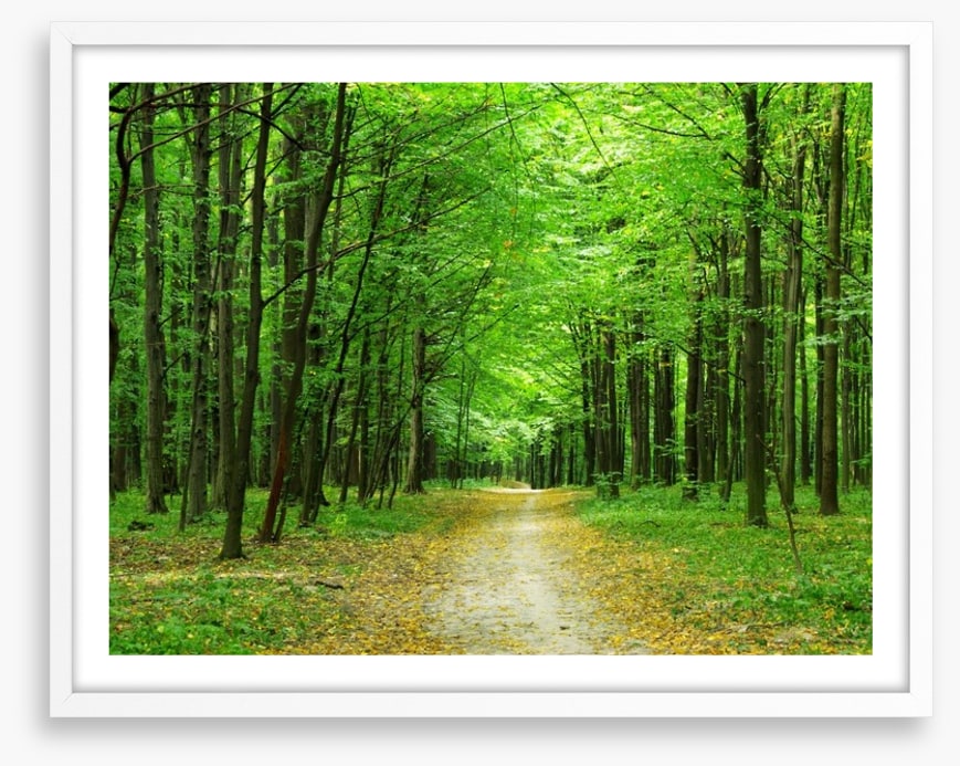 Emerald forest path