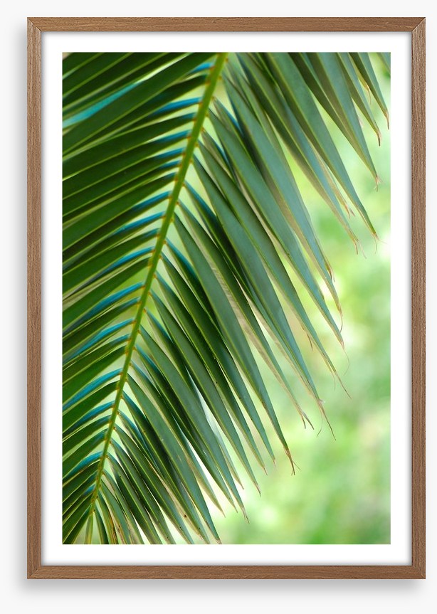 Coconut palm macro