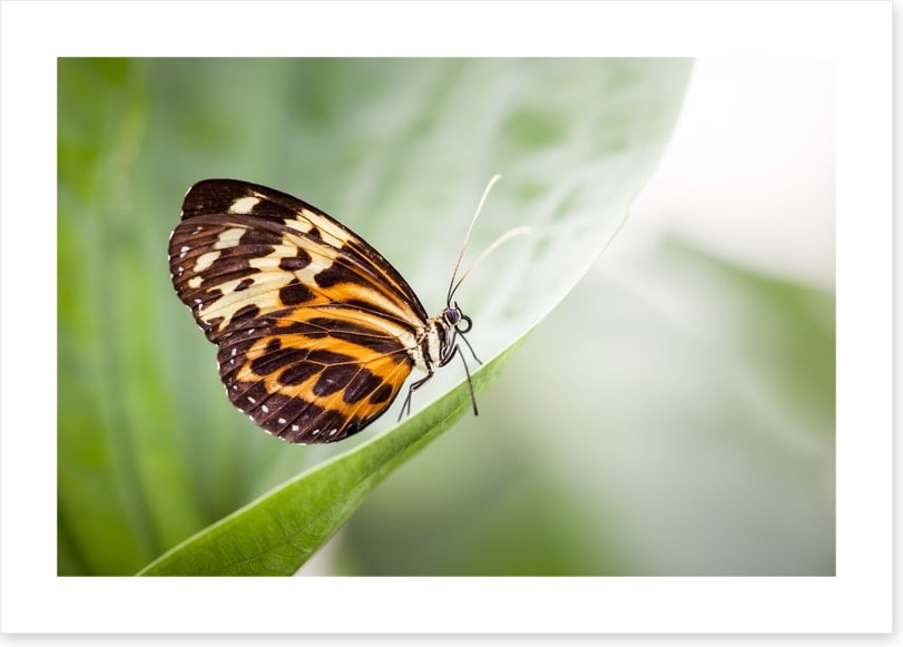Insects