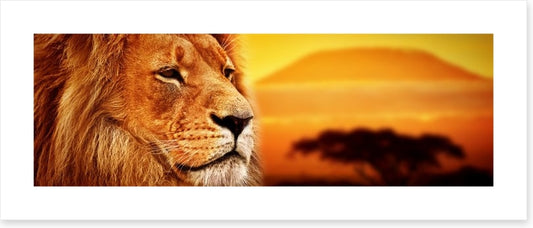 The lion at Mount Kilimanjaro sunset