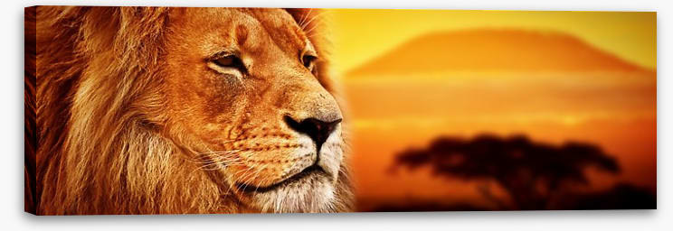 The lion at Mount Kilimanjaro sunset