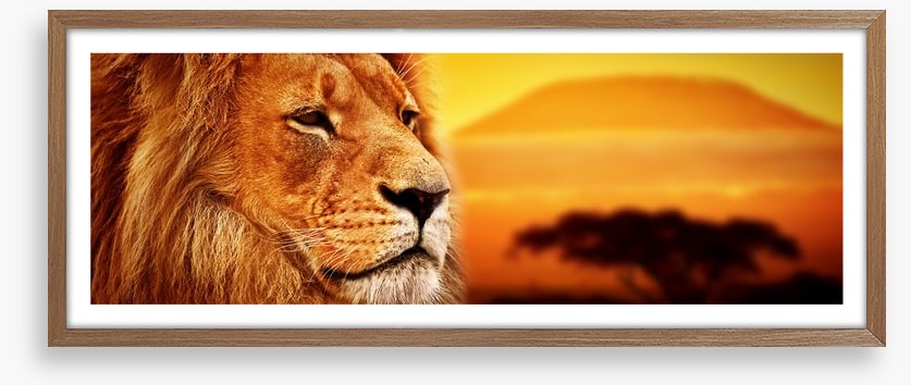 The lion at Mount Kilimanjaro sunset