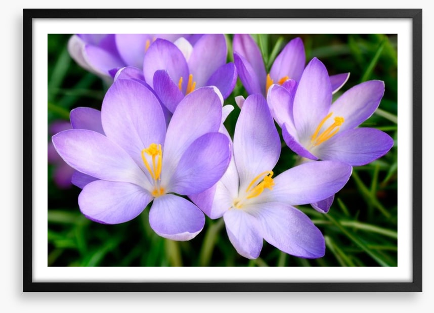 Crocus emerge