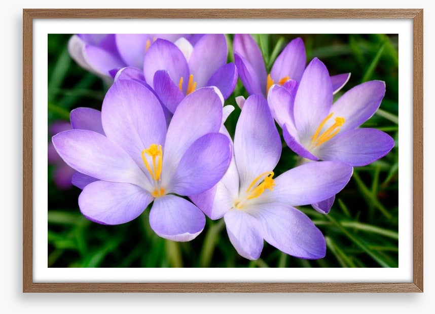 Crocus emerge
