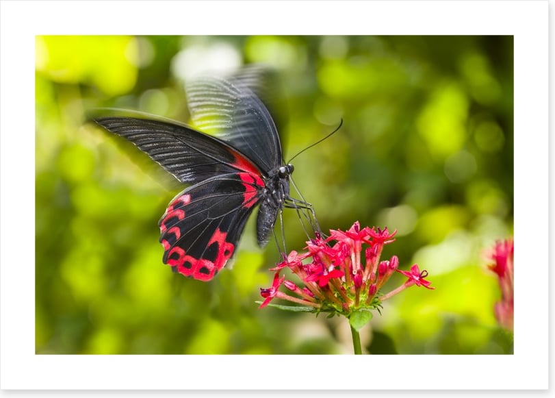Insects