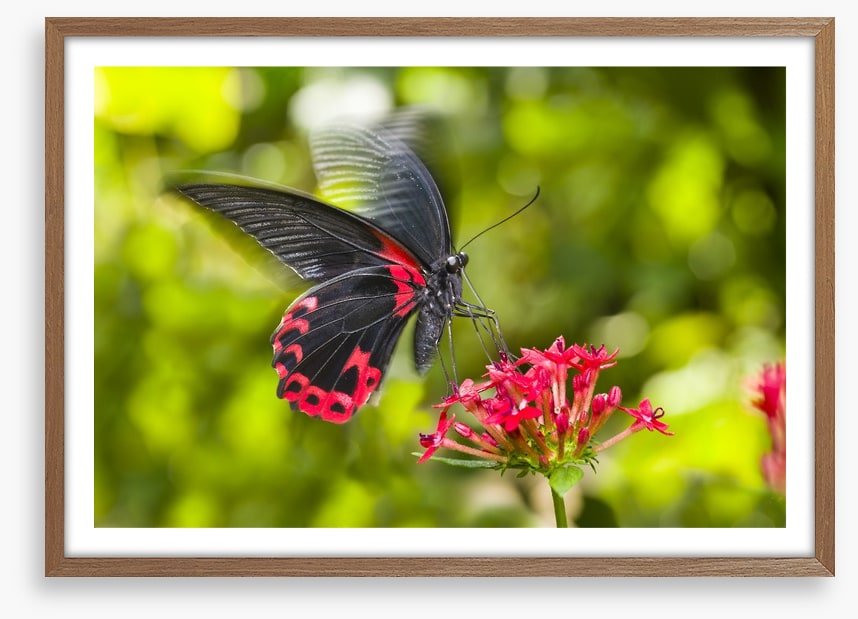 Insects