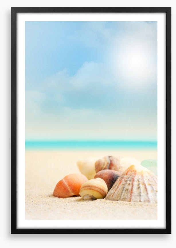 Shells on the beach