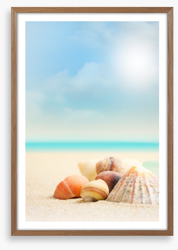 Shells on the beach