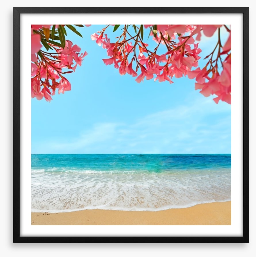 Oleanders on the beach