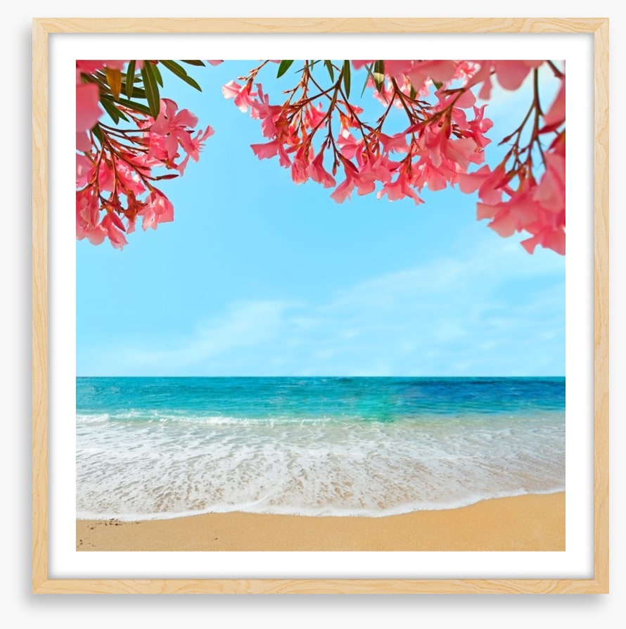 Oleanders on the beach