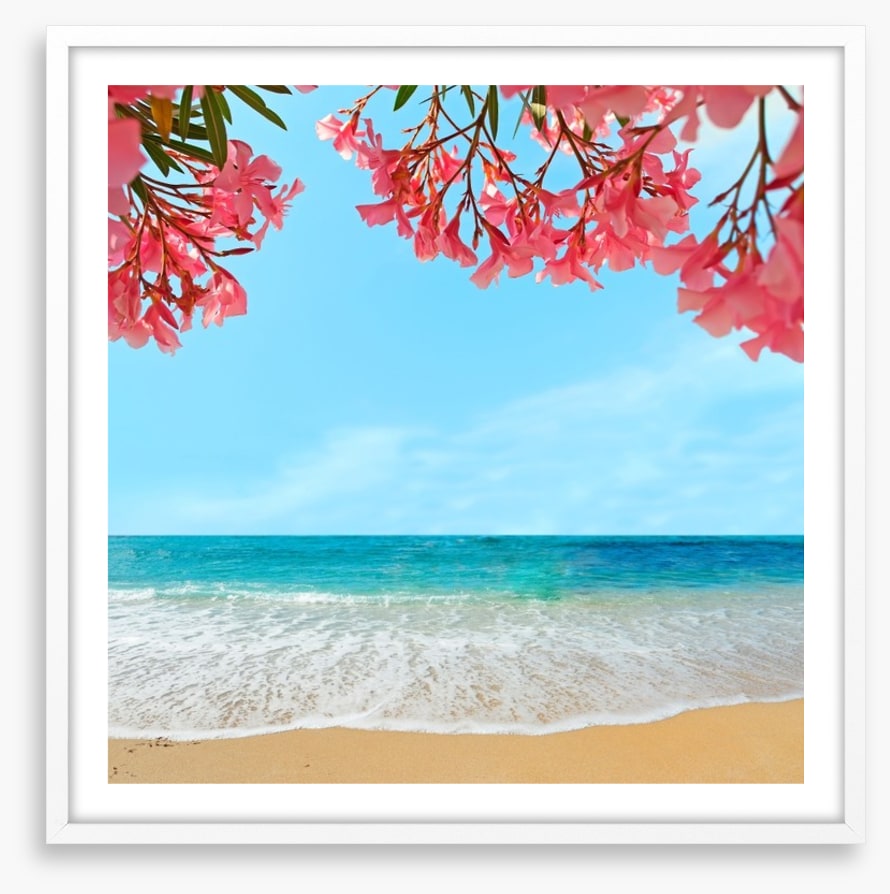 Oleanders on the beach