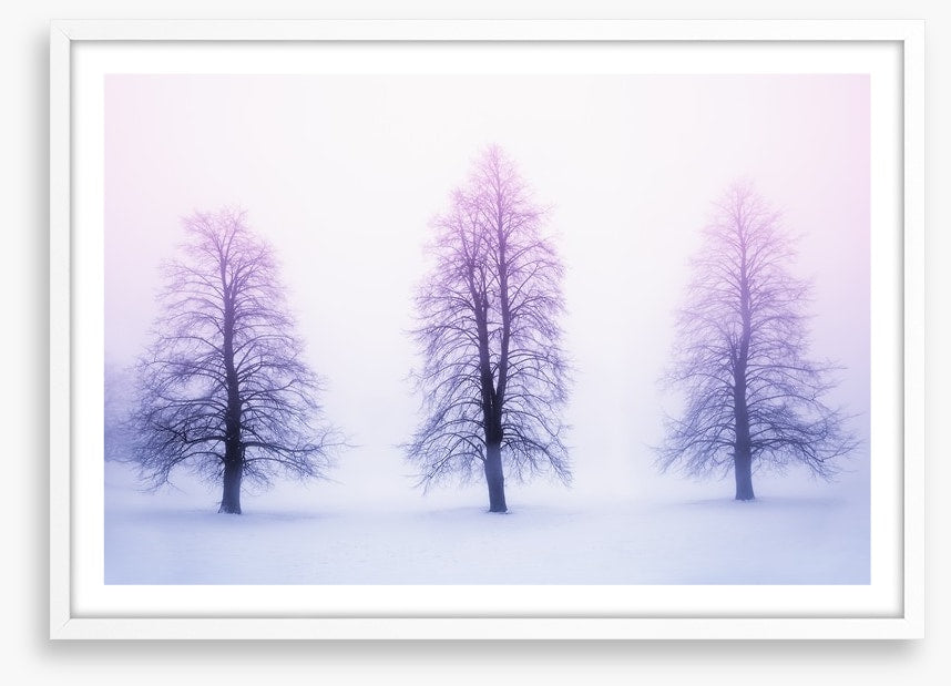 Three winter trees