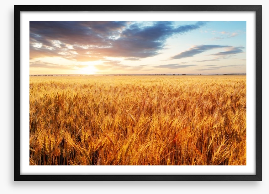 Wheat season